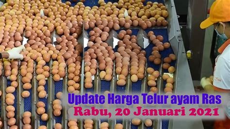 Harga ayam broiler terbaru hari ini (tribunnews.com). Harga Telur Ayam Ras Hari Ini, Rabu 20 Januari 2021 II ...