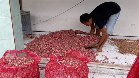 Maybe you would like to learn more about one of these? BORONG BAWANG MERAH LNGSUNG DARI PETANI - YouTube