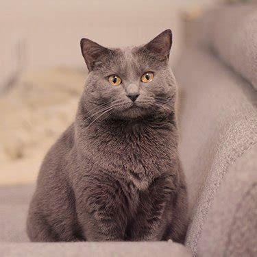 We are a small cattery only having 1 or. Cat Breeders Near Me - Cat Kingpin
