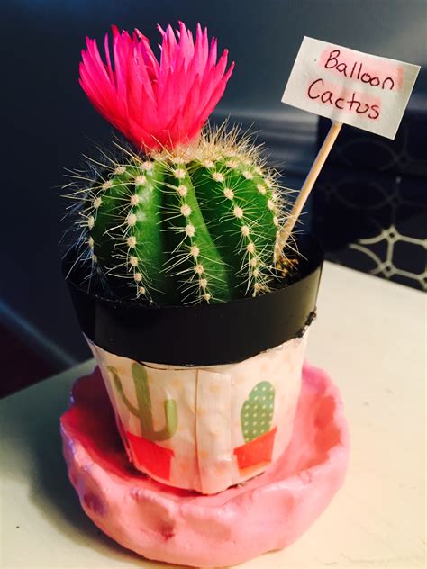 How to use cactus in a sentence. Cute Cactus Decoration: I found a balloon cactus at Home ...