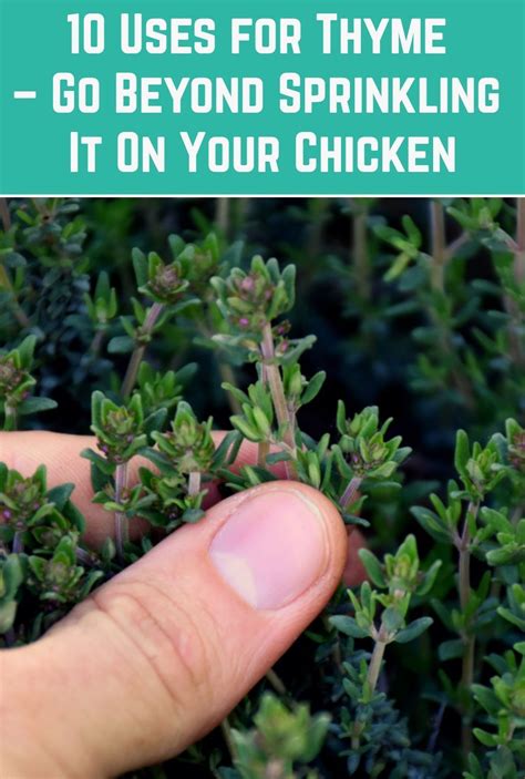 Thyme or french thyme (thymus vulgaris), lemon thyme (thymus citriodorus), thymus spp. 10 Uses for Thyme - Go Beyond Sprinkling It On Your ...