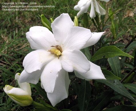 Maybe you would like to learn more about one of these? PlantFiles Pictures: Gardenia, Cape Jasmine, Gandharaj ...