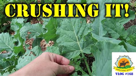 Guide of natural pest control. CRUSHING IT!!! Natural Pest Control in the Permaculture ...