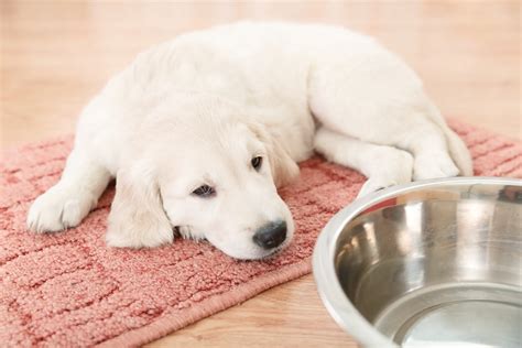 Как приучить щенка к туалету: на пеленке или на улице | Royal Canin