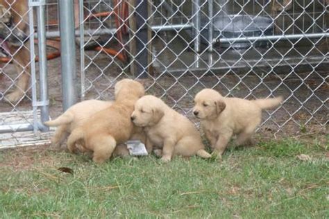 Golden retriever puppies are famously friendly and docile. AKC Golden Retriever Puppies for Sale in Rincon, Georgia ...