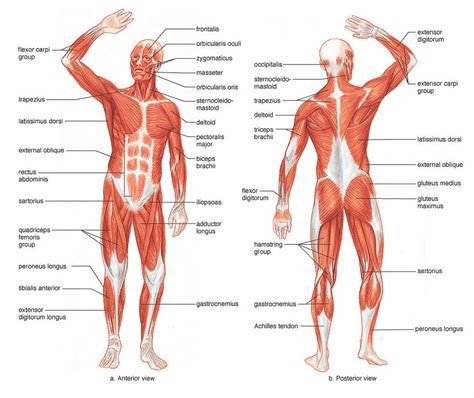 If you know where muscles attach and how they contract then you can know how to. Animation & Simulation Week 03 - Research for Muscle Man ...