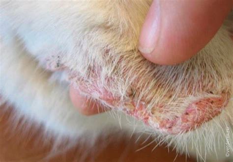 Болезни ушей у собак: симптомы, лечение, профилактика | PetGuru