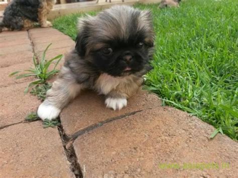 This breed originated in the small island of malta, off the coast of italy, and is one of the oldest known dogs. Pekingese puppies for sale in Delhi on Best Price Asiapets ...