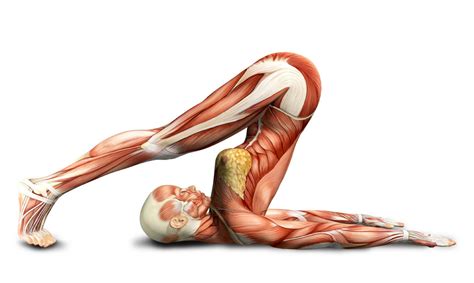 Principles of anatomy and physiology (bb1701). Anatomy of Yoga CPD - Sally Parkes Yoga