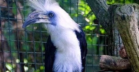 Ditulis di dalam surat permohonan. Beau_Dy's Apprentice ;)...: 4. WHITE CROWNED HORNBILL ...