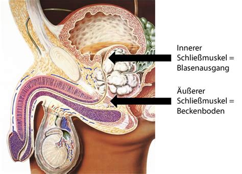 A safe warm comfortable place where you can lay waste. Gibt es tatsächlich 2 Schließmuskeln? - dieBlase.de