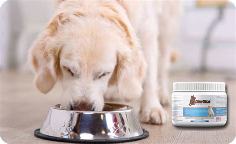 Diarrhea in dogs can be triggered by something as simple as a change in food or treats, but it can also signal a serious underlying disease. DiarRice Dog Probiotic for Dog Diarrhea by KanavaRx