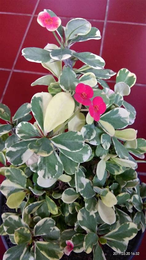 It may or may not be blooming at the time of your purchase. variegated Crown of Thorns--Euphorbia milii (possibly ...