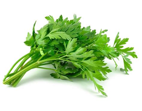 Ide bisnis daun pandan kering. Petua Kekalkan Kesegaran & Kehijauan Daun Sup Walaupun Dah ...