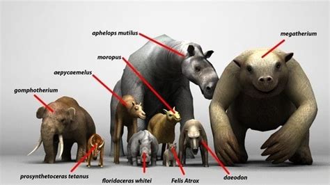 They lived in wetlands near lake edges, river basins and seashores. Was the giant ground sloth really the biggest prehistoric mammal ever? - Quora