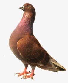 Aplikasi kicau burung trucukan garuda ini merupakan aplikasi offline, sehingga anda dapat menggunakan aplikasi kicau burung trucukan. 23 Gambar Burung Merpati Terbang Kartun- Burung Merpati Png Transparent Png Transparent Png ...