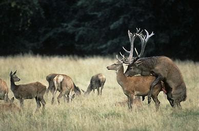 Un petit jeune va baiser une femme mature en chaleur et ceux pour son plus grand plaisir. Le cerf élaphe; rut (+vidéo) d'un brame - la nature et les ...