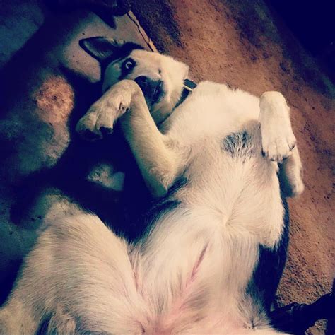 An internet meme of sorts. Draw me like one of your French girls, Jack... : husky