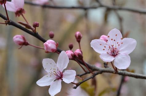 Gambar Bunga Sakura Gugur