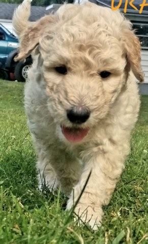 Goldendoodles are designer dogs, a hybrid resulting from breeding two purebred dogs. Goldendoodle puppy dog for sale in Burton, Michigan