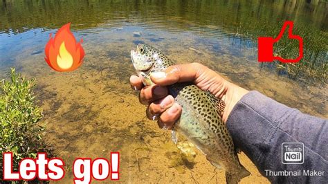 The fishing is at its peak around april. Trout Fishing at Jenks Lake 06/12/2020 - YouTube