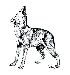 Step two, i drew over previous. Black And White Wolf Drawing at GetDrawings | Free download