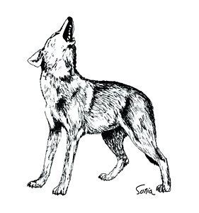 See more ideas about wolf drawing, wolf art, wolf. Black And White Wolf Drawing at GetDrawings | Free download