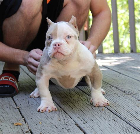 All our blue pitbull puppies are for sale in alabama, al, arkansas, ar, alaska, ak, arizona, az, california, ca, colorado, co, connecticut, ct, delaware, de, district of columbia, dc, florida, fl, georgia. XXL Pitbulls, xxl pitbull puppies for sale cheap near me