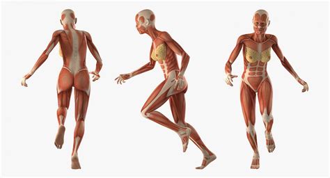 The human body contains trillions of microorganisms — outnumbering human cells by 10 to 1. Running Woman Muscular System Anatomy 3D | 3D Molier ...