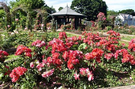 Check spelling or type a new query. Flowers in bloom at the Mills Memorial Rose Garden in ...