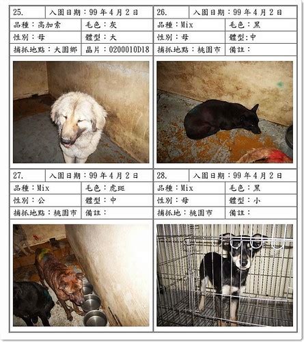 The website collected by this website comes from the. 台灣動物緊急救援小組 - 新屋收容所比利時狼犬跟高加索