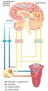 Lactogenic hormone synonyms, lactogenic hormone pronunciation, lactogenic hormone translation, english dictionary definition of lactogenic hormone. Mom and Baby's Tips: Female Hormones: Things You Should Know