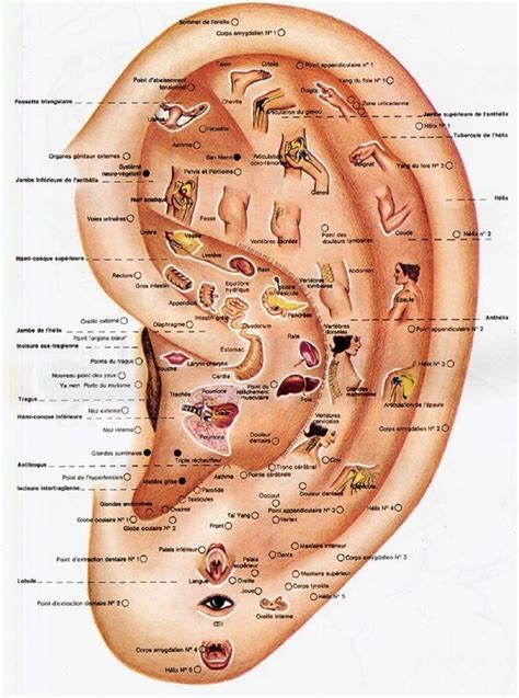 J'ai vue 3 orl ras. Certains thérapeutes et spécialites de la santé font des ...