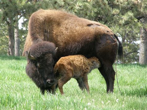 ANIMALEs EN LAs SOMBRAs.: El Bisonte americano un animal ...