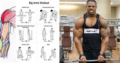 Sedangkan, latihan kekuatan otot adalah latihan untuk. 18 Latihan Dumbbell Terbaik Untuk Biceps (Dengan Gambar ...