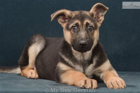 Factors such as which part of the country you live in, and your dog's. Stella: German Shepherd puppy for sale near Springfield ...