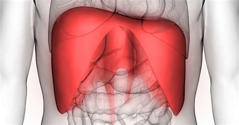 Check out amazing ribs artwork on deviantart. Stomach Ribs Lungs Picture : An Overview Of Delineated Volumes Of Interest That Were Considered ...