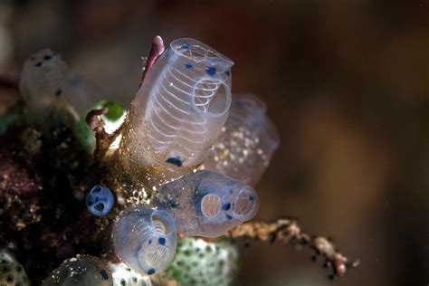 Sea Squirts Photograph by Ethan Daniels
