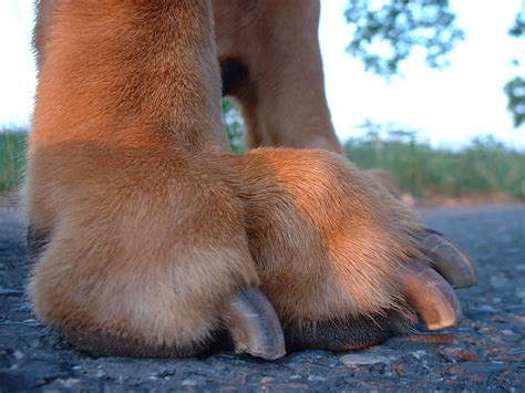 Nails on toes can split or become so long that they get snagged on carpets or vegetation. How To Trim Your Dog's Nails | Puppy Paws Hotel & Spa