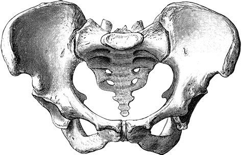 The hyoid bone is a bone that resides in the cervical region, superior to the thyroid cartilage. Female Pelvis | ClipArt ETC