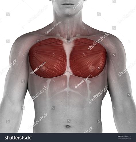 Deltoid muscles help you move your shoulders. Male Muscle Chest Anatomy Stock Illustration 166610183 ...