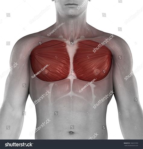 The anterior muscles of the trunk (torso) are associated with the front lying below the pectoral muscles, the intercostal muscles form the chest wall and play a key role in respiration. Male Muscle Chest Anatomy Stock Illustration 166610183 ...