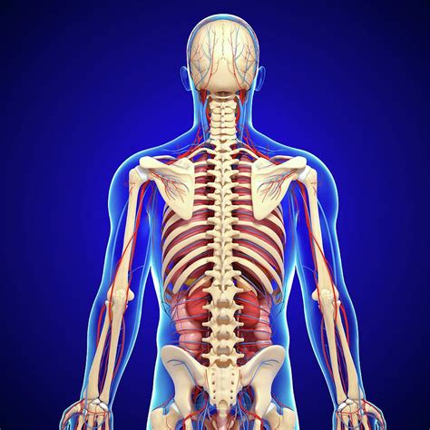 Organises the body into defined parts: Male Anatomy Photograph by Pixologicstudio/science Photo ...