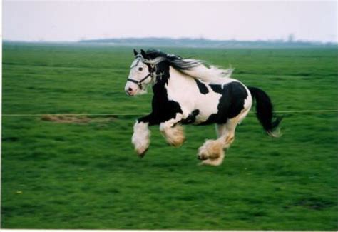 The ultimate ability of tinker is rearm. ≥ Op zoek naar een betrouwbare tinker / irish cob ...