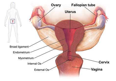 The female reproductive system in the domestic fowl consists of the ovary and the accompanying oviduct. Difference Between Male and Female Reproductive System ...