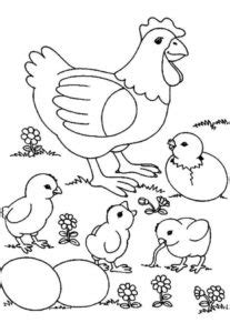 Neh wiwil ada sketsa gambar anak ayam yang baru menetas loh, lucu banget tau. Gambar Mewarnai Ayam Untuk Anak TK,SD dan PAUD