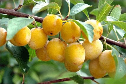 The flavour is sugary and rich. Mirabelle Plum Tree