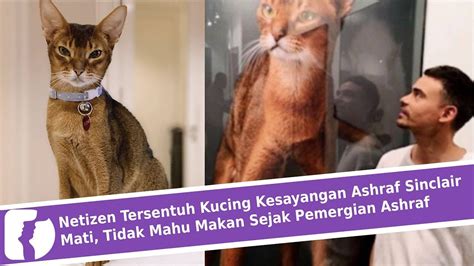 Kucing yang terkena virus ini akan mengalami demam dan tidak mau makan, kemudian kondisinya lemas selama kurun waktu 1 sampai 2 hari. Netizen Tersentuh Kucing Kesayangan Ashraf Sinclair Mᶐti ...