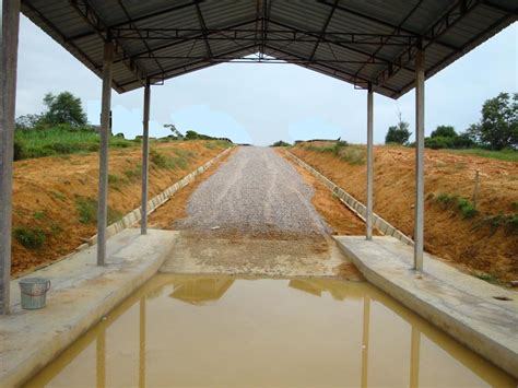 Menularkan penyakit ke kawasan yang luas. BIDANGUSAHA LEMBU PEDAGING: PENYAKIT KUKU DAN MULUT (FMD)