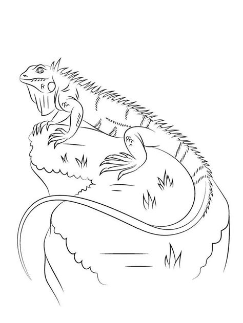 May 15, 2013 · click the galapagos marine iguana coloring pages to view printable version or color it online (compatible with ipad and android tablets). Iguana coloring pages free. Lately, keeping reptiles is ...